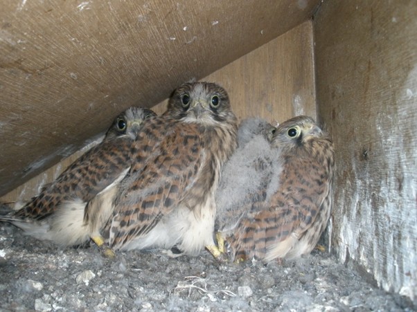 Alan Ball tweet media