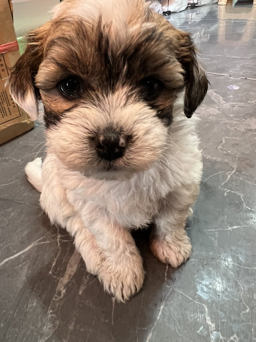 可爱鼠了！！！！这两个小狗