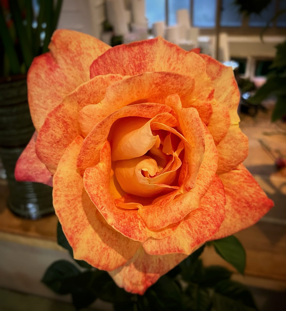 mapascu's tweet image. #iphoneonly #snapseededit #snapseed #naturaleza #nature #rosa #rose #flor #flower