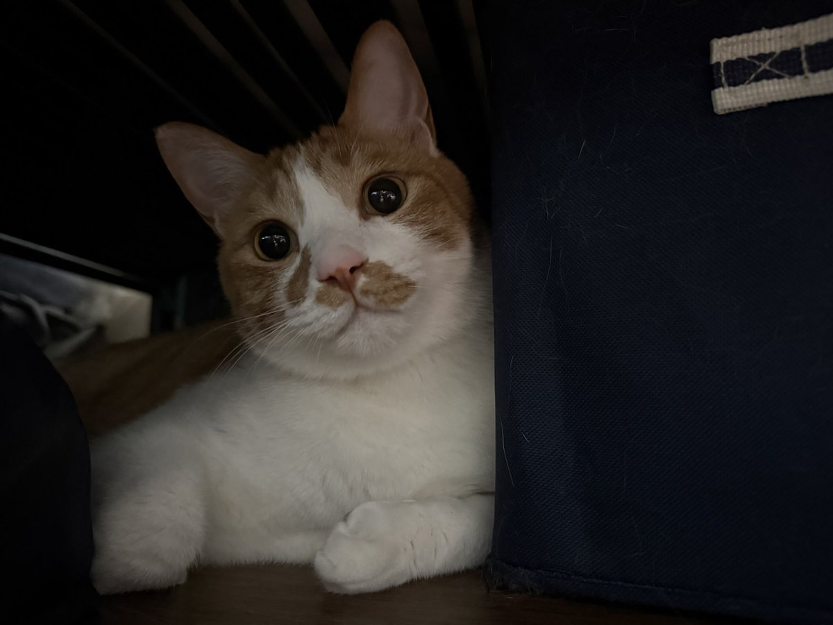 머랭이.. 코 무늬 저희 아들과 넘 닮았어요🥺🥺