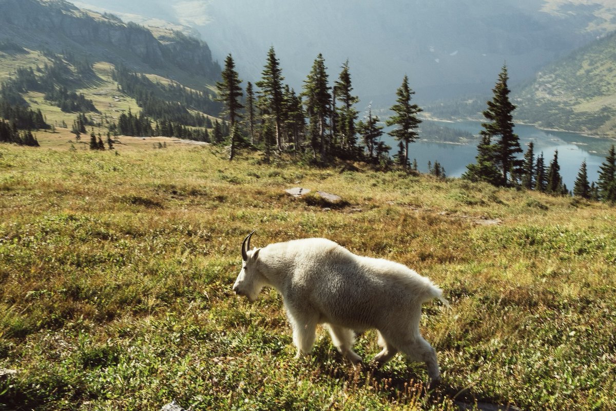 cbshooots's tweet photo. Photos from Glacier National Park https://t.co/qWo8A5toL5