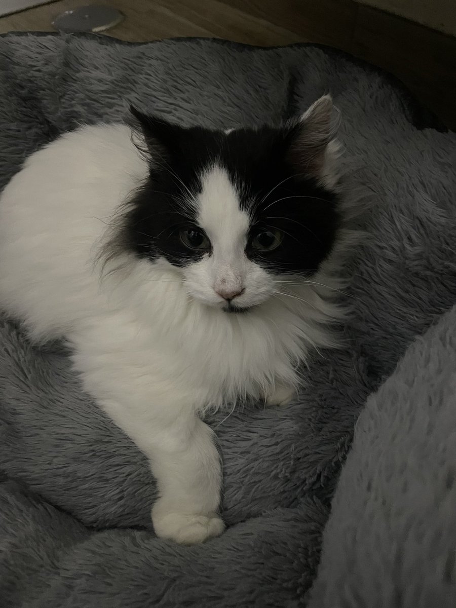 Lei domani andrà in adozione..è una delle due gattine a pelo lungo che mi hanno abbandonato in colonia..la sorella è rimasta in strada da sola e anche lei cerca adozione..