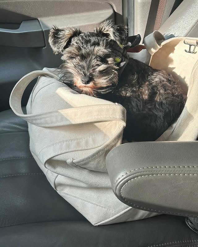 Emily Farash tweet media