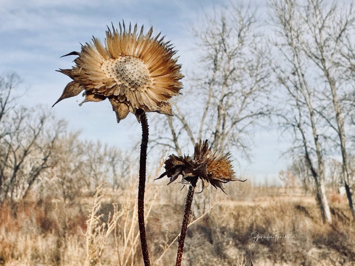 j3nf1nch's tweet image. Good morning from #noco! I finally got outside this morning! 5 stars-highly recommend! 🤣 Welcome to northern Colorado’s winter color palette-various shades of brown and blue. Hope you have a great day!