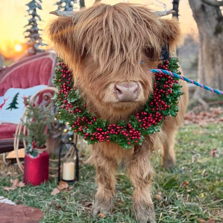 📅 15th December 2025
🏷️ Instagram/millcreekfarms.tn
💕 #animaloftheday