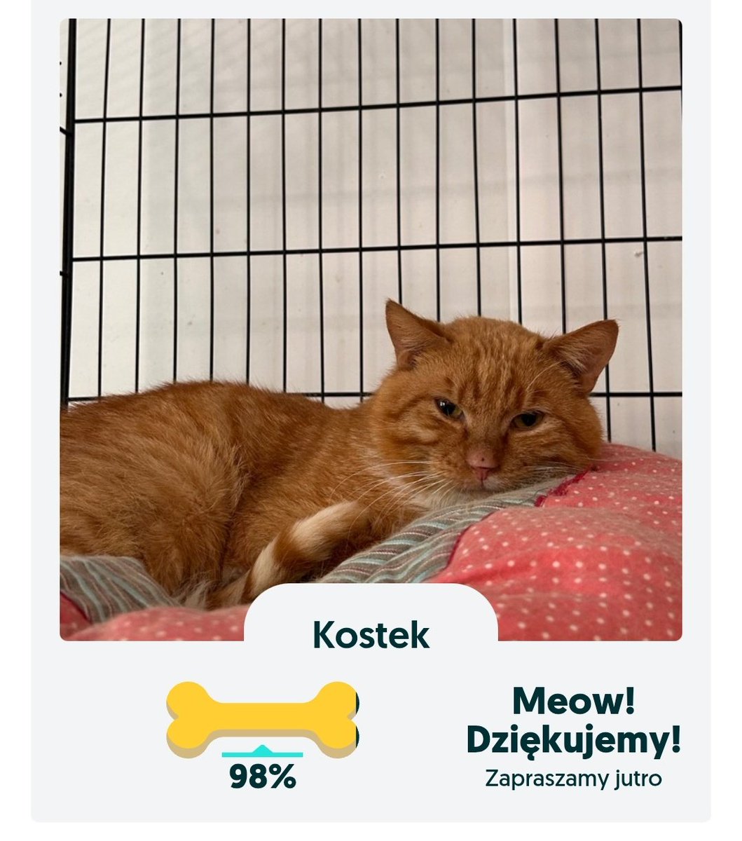 Dzisiaj kostek. ZOSTALO 5 dni i 6 stron, znowu się nie uda nakarmic wszystkich 🥲