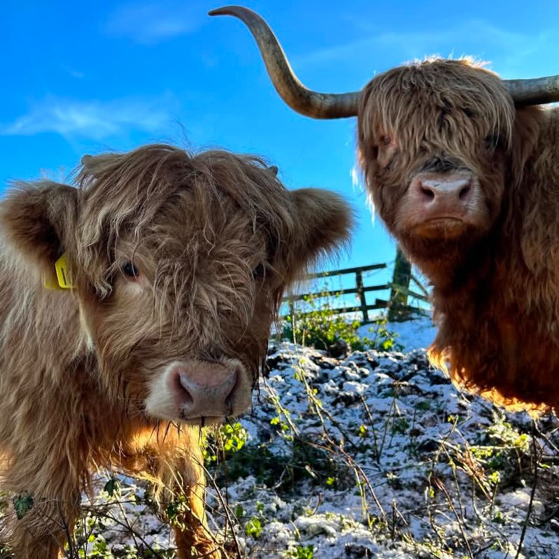 📅 16th December 2025
🏷️ Instagram/hallhillfarm
💕 #animaloftheday