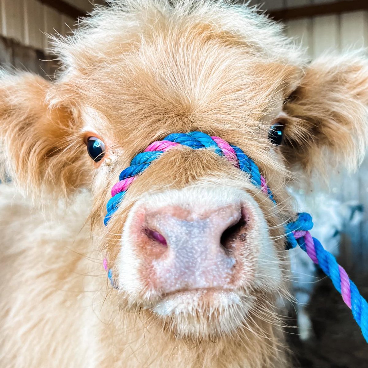 📅 20th December 2025
🐮 Amber
🏷️ Instagram/teschhillsideranch
💕 #animaloftheday
