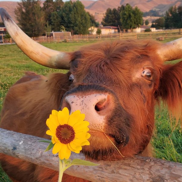 📅 18th December 2025
🏷️ Instagram/wildrootsfarmllc
💕 #animaloftheday