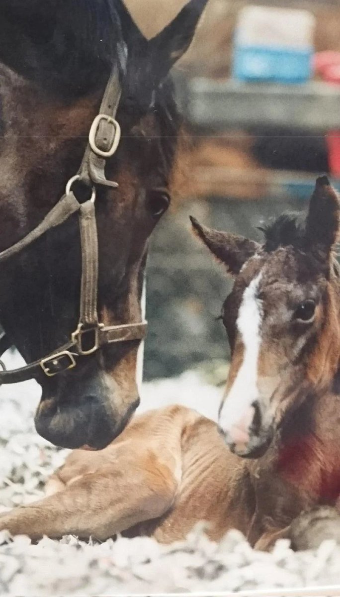 TimelyAirGroove's tweet photo. Air Groove of the day!  

Today Air Groove is from:
A picture of the Empress and her daughter, Admire Groove! https://t.co/Vf3sqpcf5P