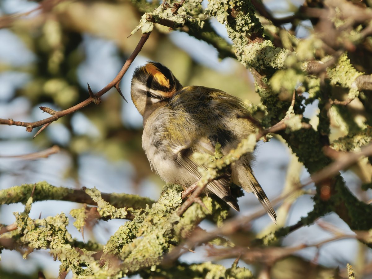 Ian Howard tweet media