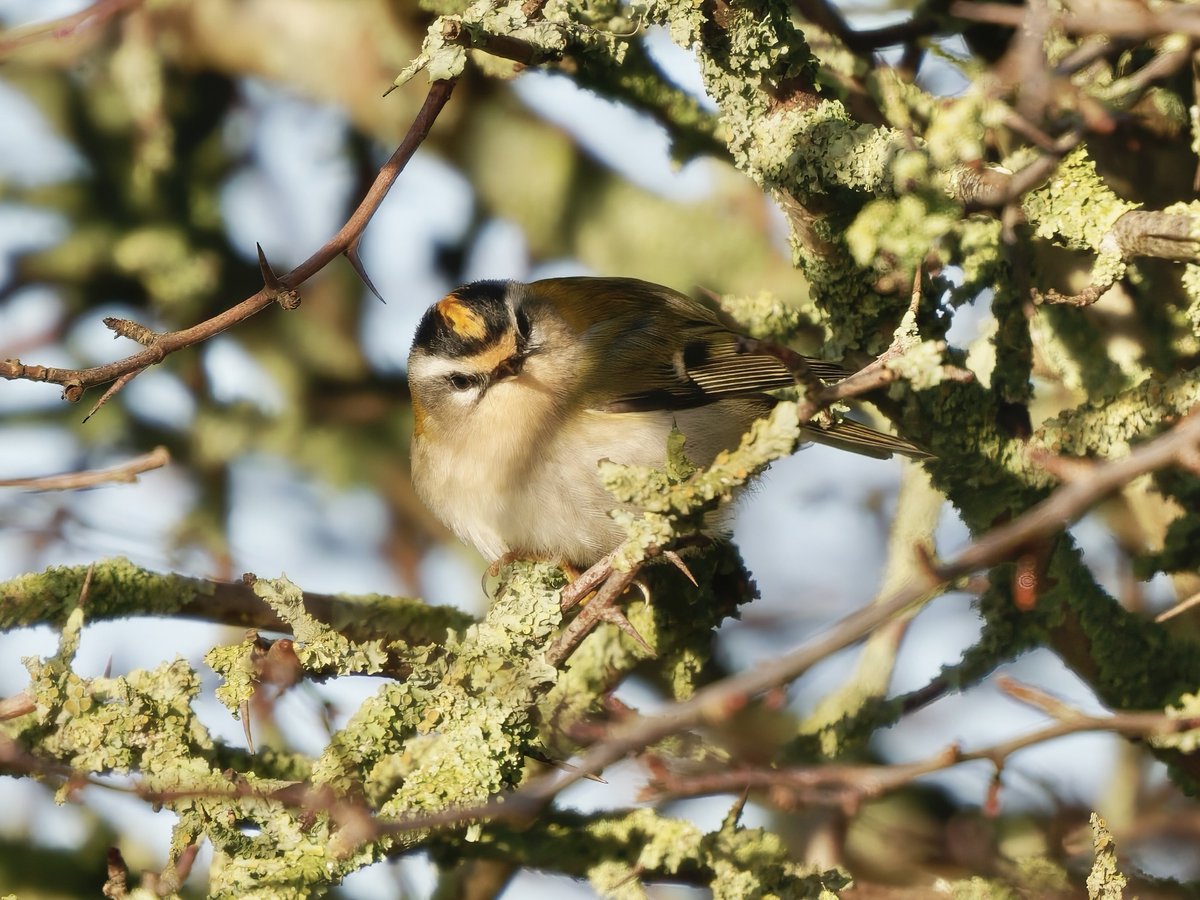 Ian Howard tweet media