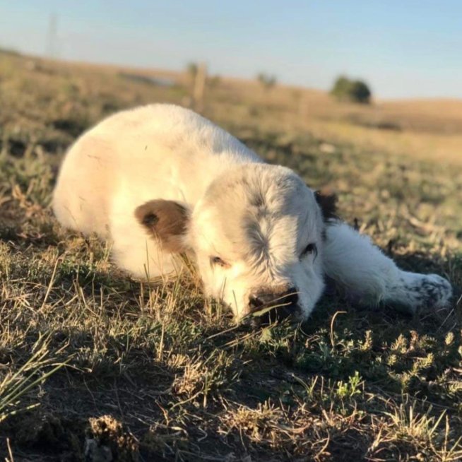 📅 19th December 2025
🐮 Spider
🏷️ Instagram/fluffyfeatherfarm
💕 #animaloftheday