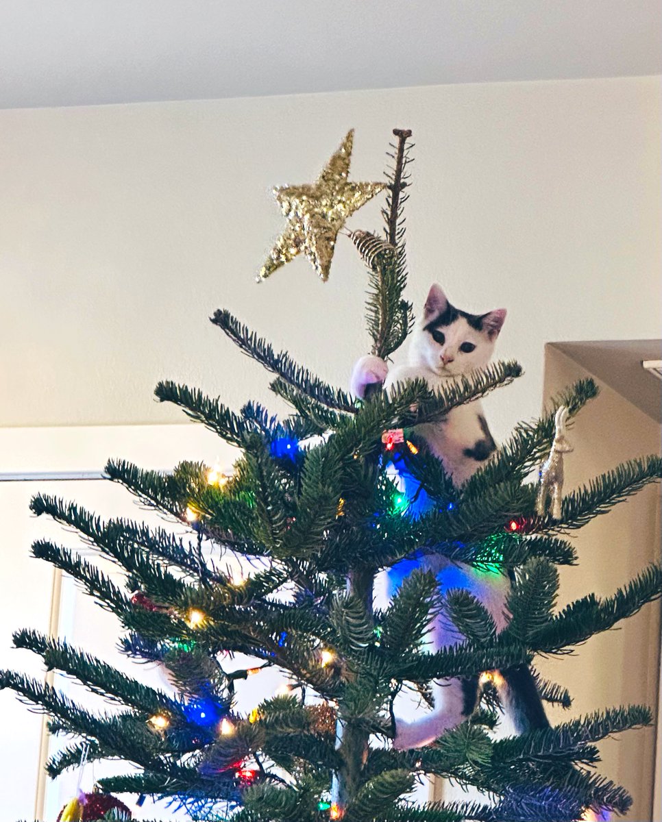 Staceballs's tweet image. He’s been systematically knocking every ornament off, working his way up to this, his destructive magnum opus