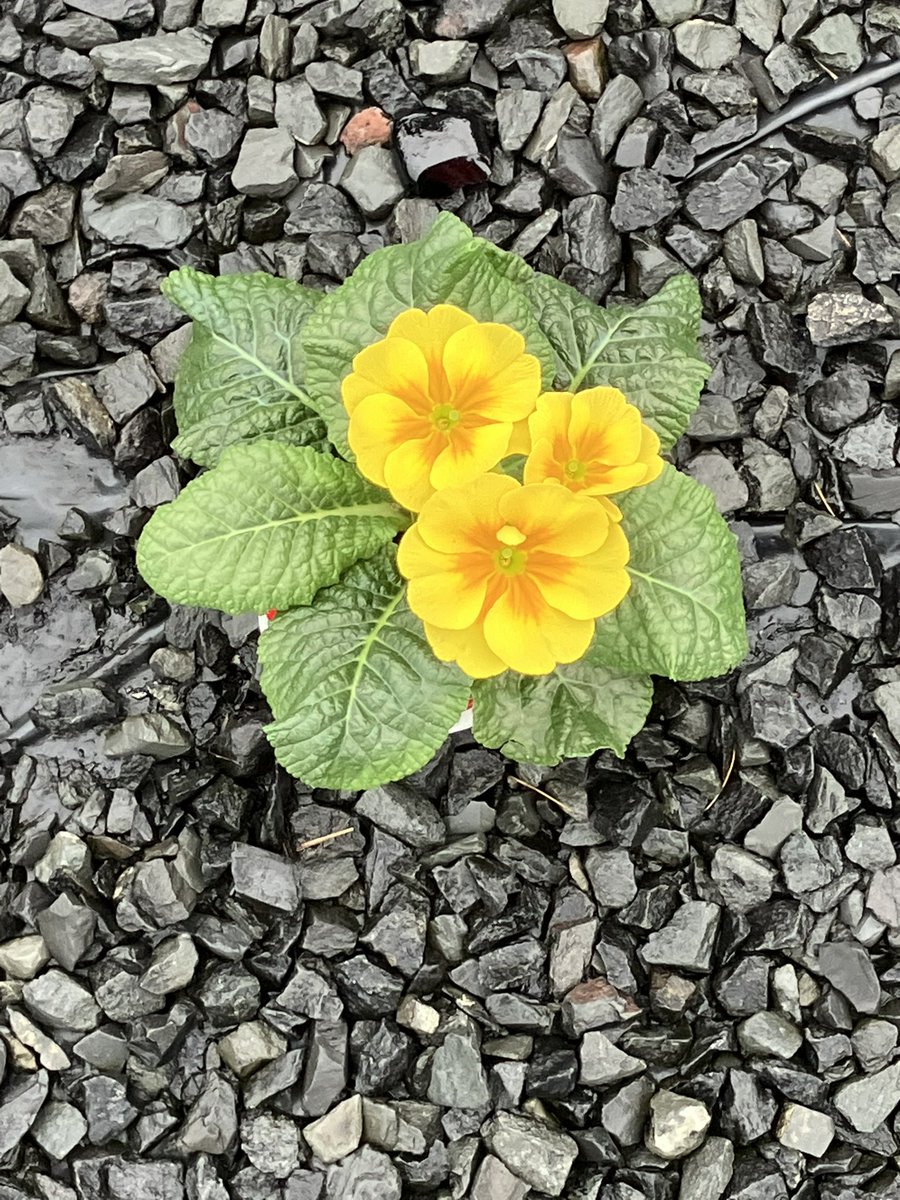 ☘️🧡✨ Stephanie ✨🧡☘️ tweet media