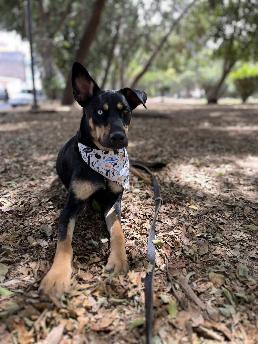 HELA_MORE's tweet image. ¿Cuánto tiempo es demasiado tiempo para esperar por una familia? Para Gala, ha sido una eternidad. Ella es la "invisible", la que siempre se queda atrás, y no entendemos por qué. Su mirada se está apagando y su necesidad de un hogar es urgente; hoy más que nunca, Gala necesita…