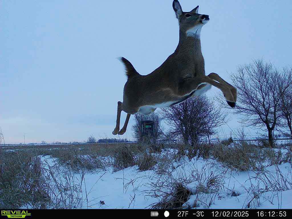 trailcam (@trail_cams) on Twitter photo 