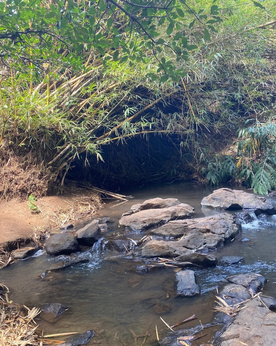 🌲 Oloolua Nature Trail, just outside Nairobi—620 ha of forest &amp; wetlands with trails, caves &amp; a waterfall. A quiet meeting point of nature &amp; research. 🌿 Become a Milele Ambassador: link in bio.
#milele #museum #milelemuseum #kenya #ambassador #kenyan