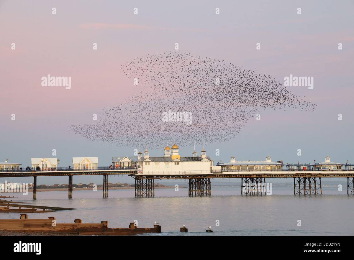 Few Starlings out tonight over Eastbourne pier  <a href="/Alamy_Editorial/">Alamy Editorial</a>