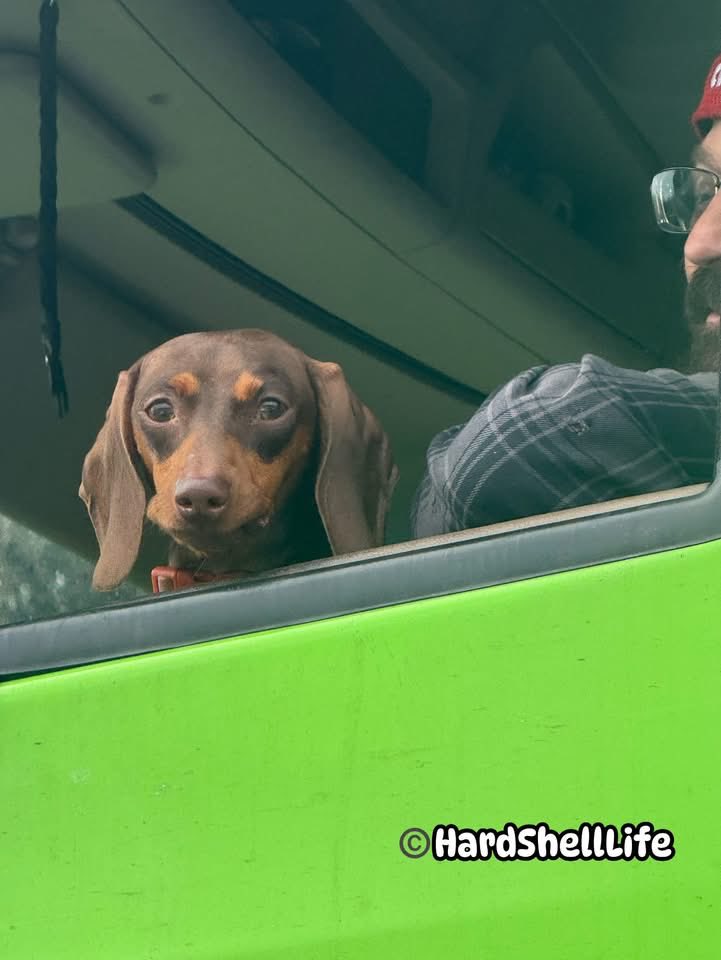 bobbi_mcgeeKY's tweet image. The best part about an interstate shutdown is being beside this cutie, “LeeLu” who was Co-Driver out of Kansas City sporting her Chiefs sweater. You just never know where I’ll be next. #HardShellLife 🐾
