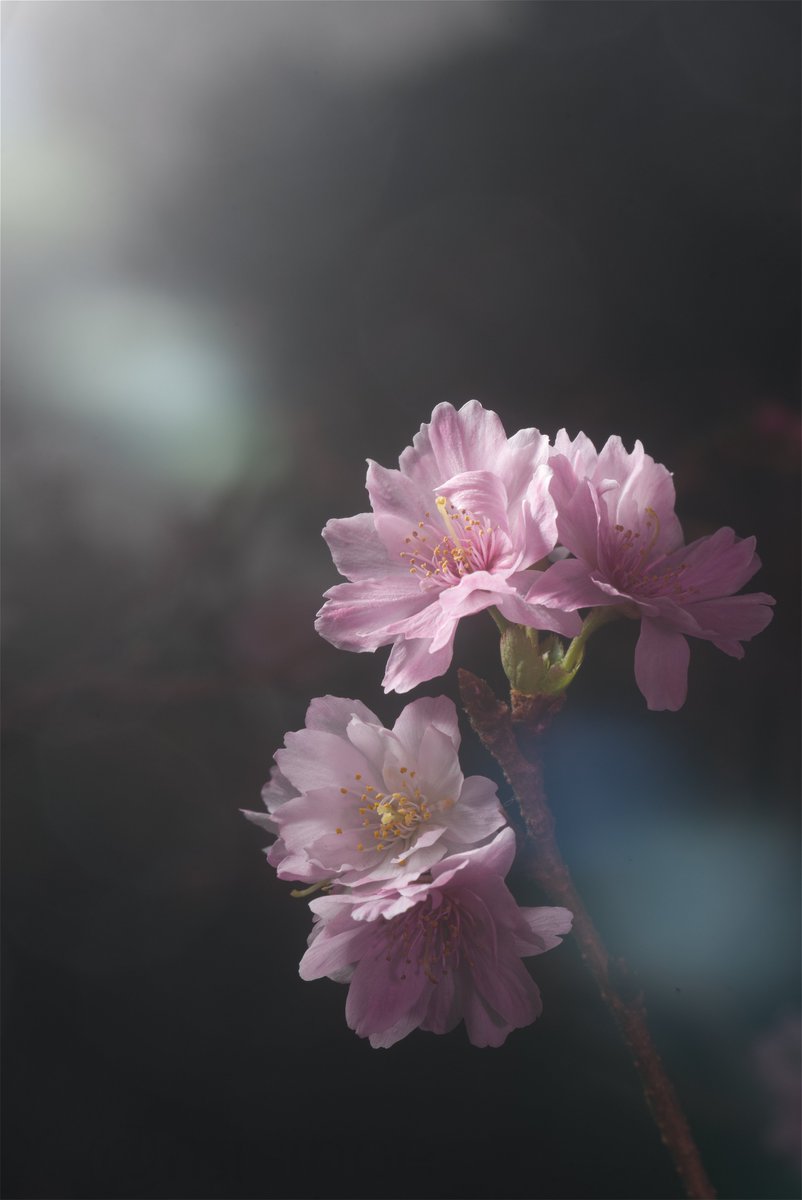 Flower Photo Club Community on X - 4.4K Members