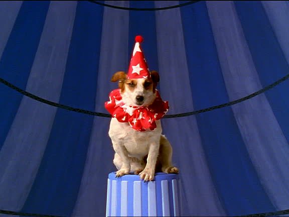 The internet is amazing. I just googled circus dog and voila, it was already there.