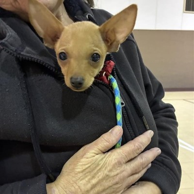 RedCross's tweet image. Western Washington state is facing historic flooding, forcing tens of thousands of people from their homes. As rivers continue to rise, thousands more could be displaced in the days ahead.

Right now, more than 200 trained Red Cross volunteers are working alongside our partners…
