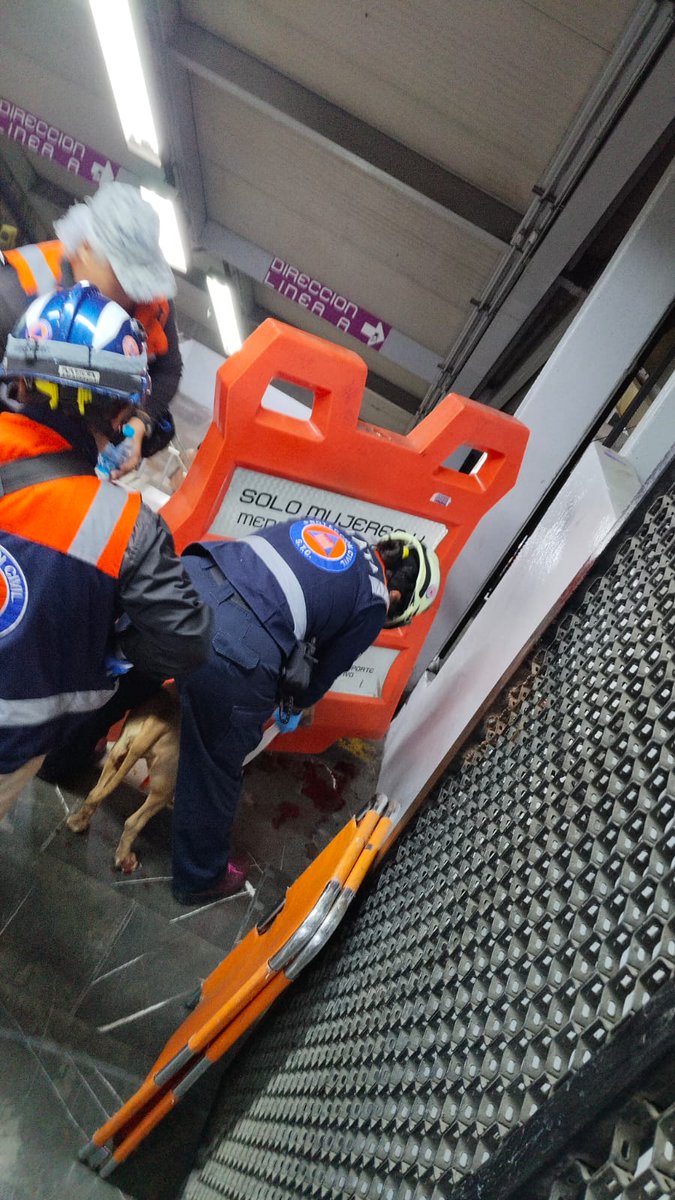 Esta semana, el equipo del <a href="/MetroCDMX/">MetroCDMX</a>  acudió al auxilio de una perrita herida, localizada en el pasillo de enlace de la estación Pantitlán, de la Línea A hacia la Línea 1.
Tras el reporte de usuarios y personal de la estación, se activaron de inmediato los protocolos de