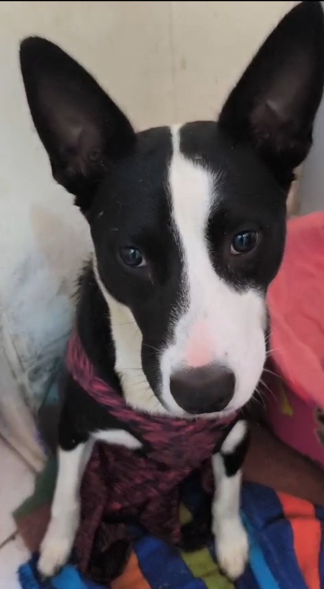 Gatánica tweet media