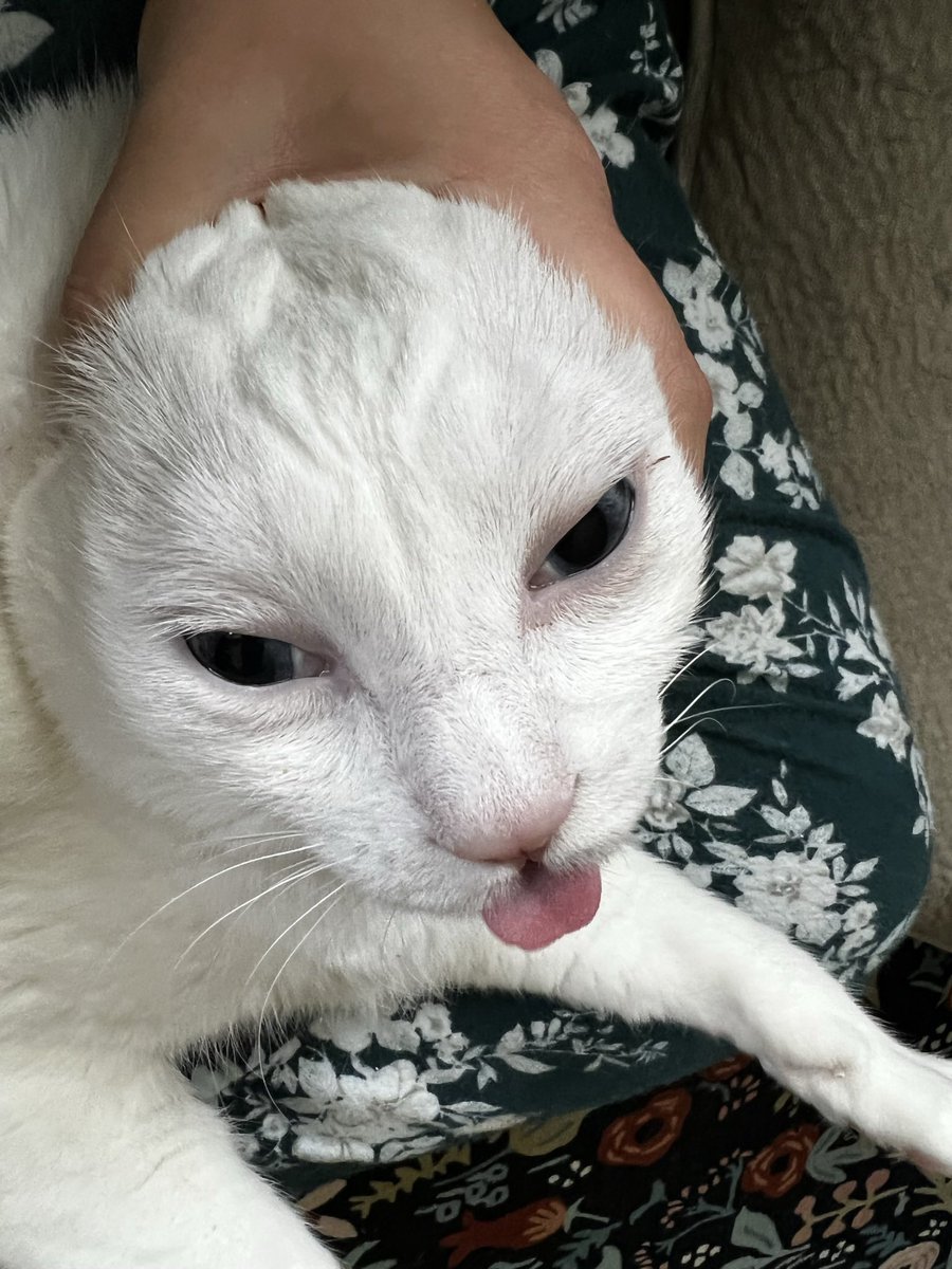 FromCaliko @MAGFest tweet media