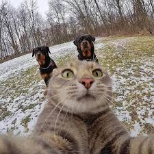 CornHoleDavis's tweet image. Can't beat a cat selfie #hcafc