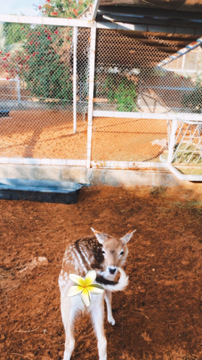 smmem's tweet photo. 🌱🦌✨. https://t.co/1Q34bXsPv8