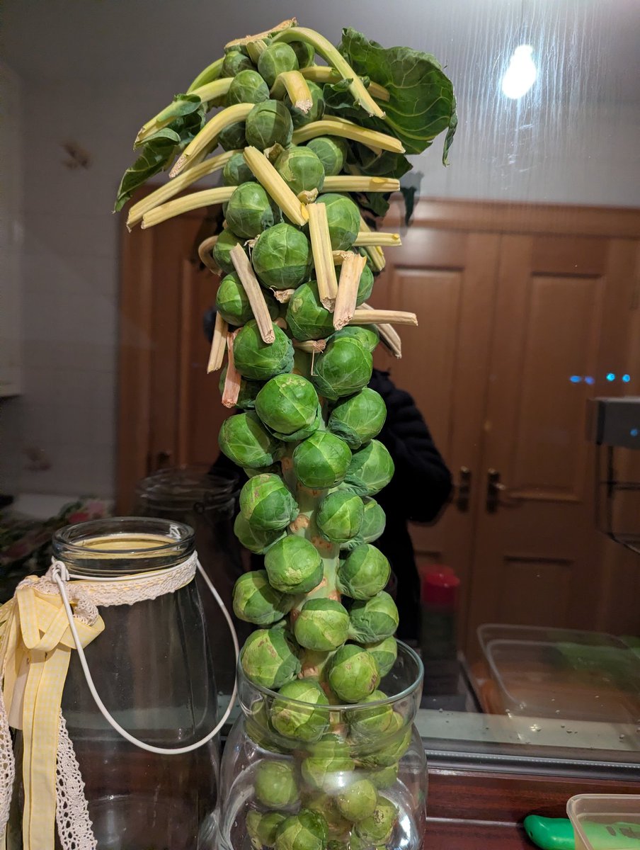 trea1985's tweet photo. Christmas wouldn't be Christmas without the sprout tree 🎄 #Christmas2025 https://t.co/vfyh4xwBrN