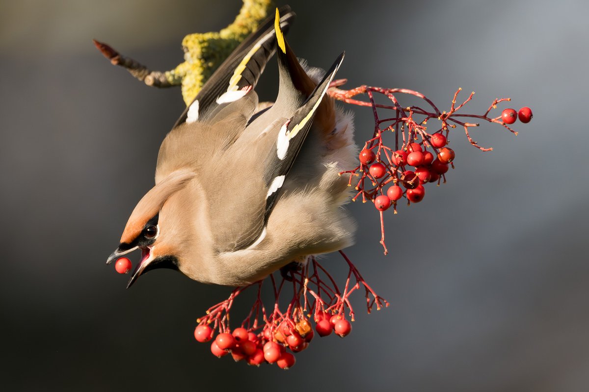 Back this morning for the Port Clarence Waxwings. <a href="/teesbirds1/">teesbirds</a>
