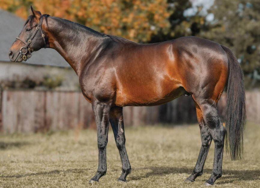 Yeomanstown Stud tweet media