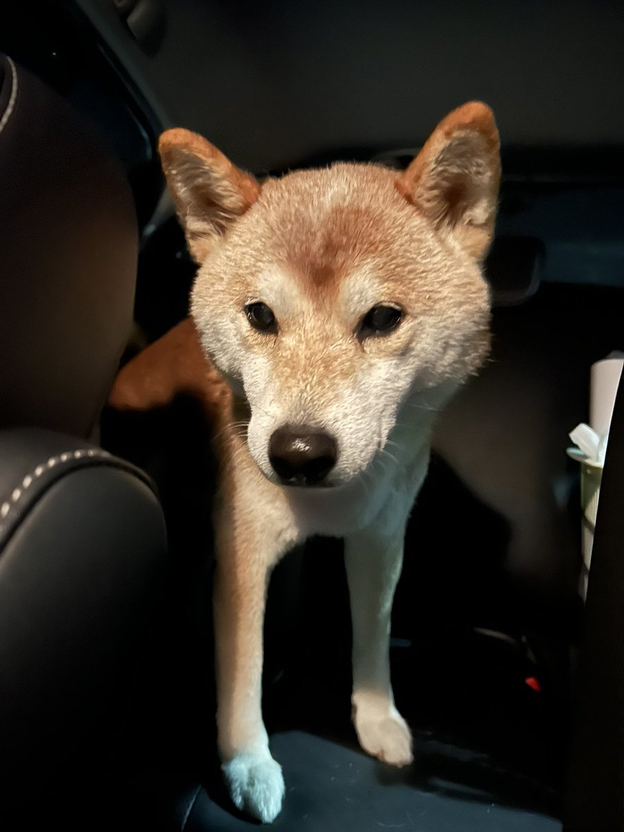 DAV_Chii's tweet image. 生きた心地がしない時間だった。
警察署のケージの中でケロッとしてて泣き崩れる私との対比におまわりさんに笑われた。笑
見つけてくれた方、協力してくれた方本当にありがとうございました。いつも通り寝てます。
14歳初脱走、勘弁してー😭😭😭😭😭