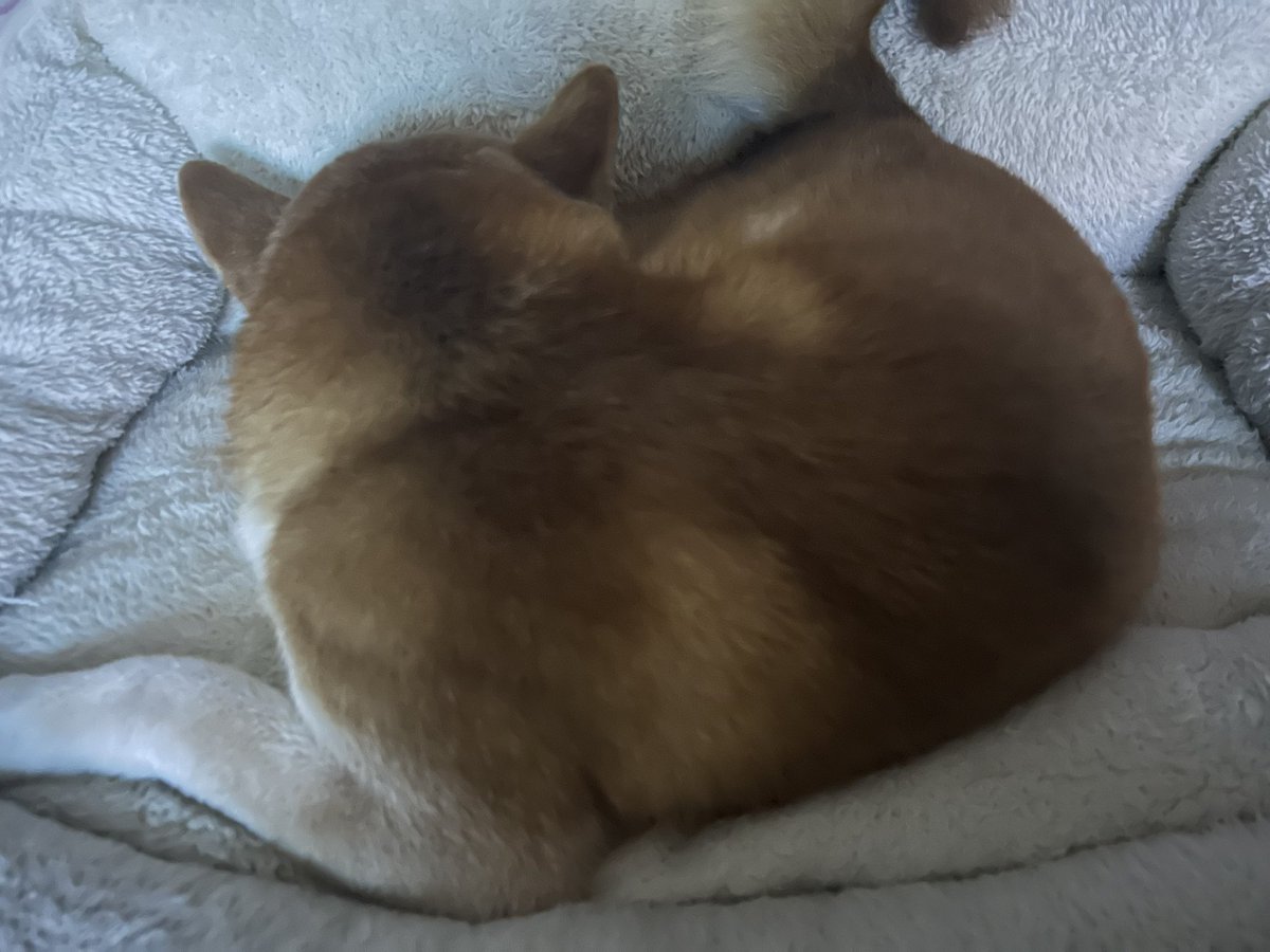 DAV_Chii's tweet image. 生きた心地がしない時間だった。
警察署のケージの中でケロッとしてて泣き崩れる私との対比におまわりさんに笑われた。笑
見つけてくれた方、協力してくれた方本当にありがとうございました。いつも通り寝てます。
14歳初脱走、勘弁してー😭😭😭😭😭