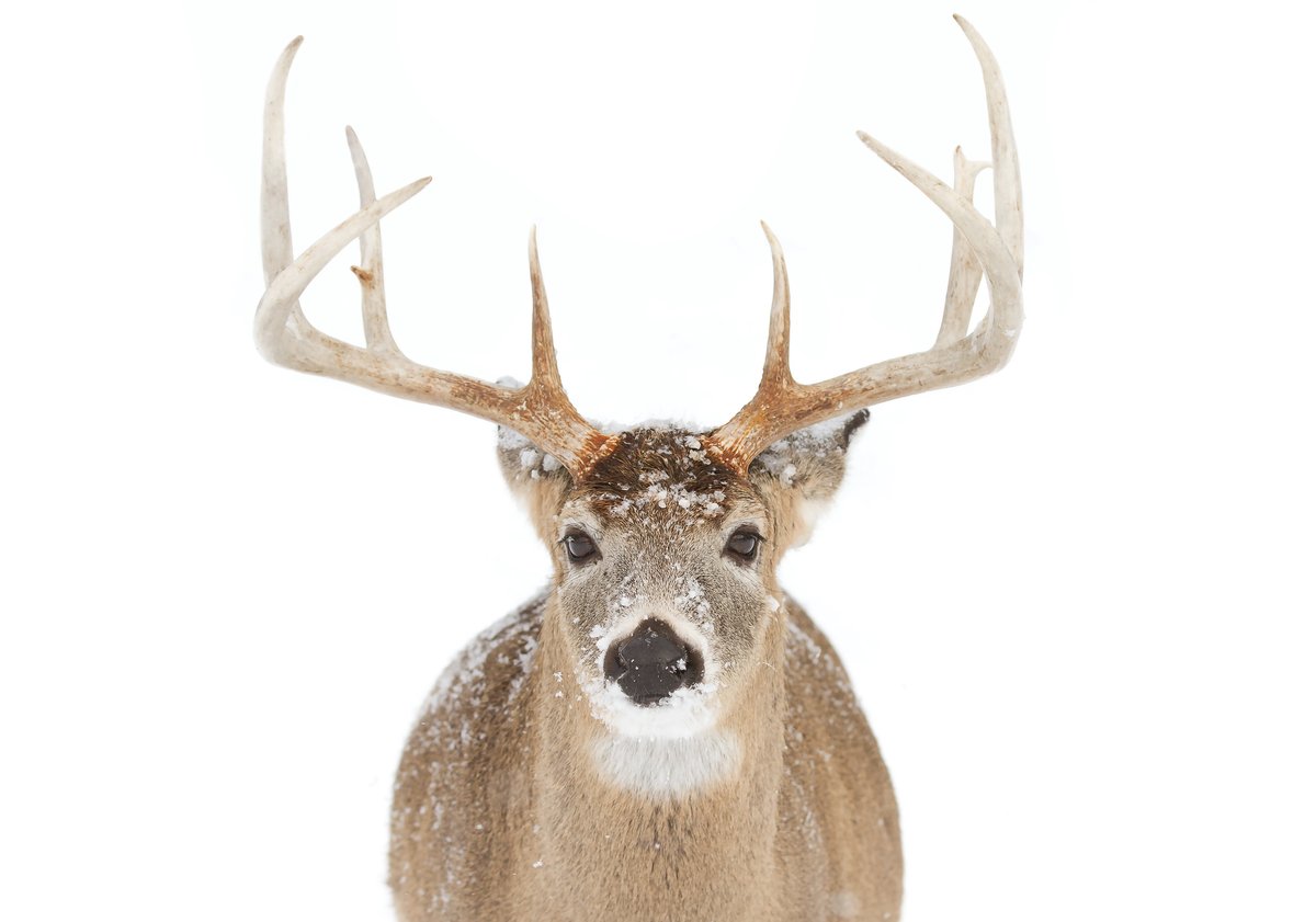 Hunters no longer book outfitters on referrals alone.

They research online, read reviews, and look for clear details.

Outfitters with organized websites and visible proof attract more qualified hunters.

Clarity wins.

#HuntingOutfitters #HuntingIndustry