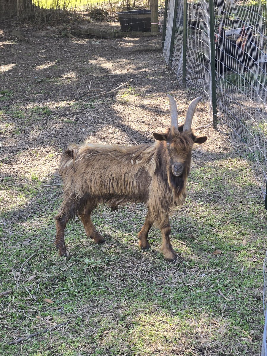 D7Homestead's tweet image. New Nigerian Dwarf named Billy Ray. The donkeys aren't sure!
