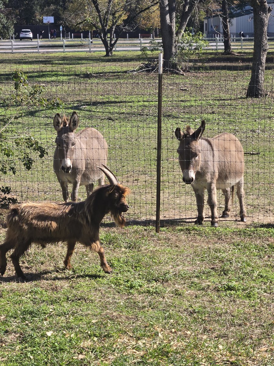 D7Homestead's tweet image. New Nigerian Dwarf named Billy Ray. The donkeys aren't sure!