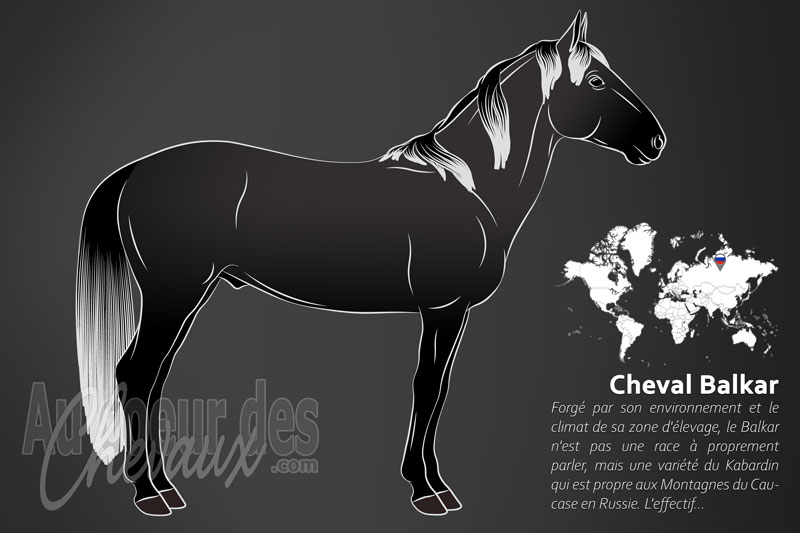 aucoeurdeschev1's tweet photo. Pour tout savoir sur le Balkar, un cheval de montagne qui est une variété du Kabardin, rendez-vous à la page https://t.co/wvG4fkUToU https://t.co/uvb835bGLG
