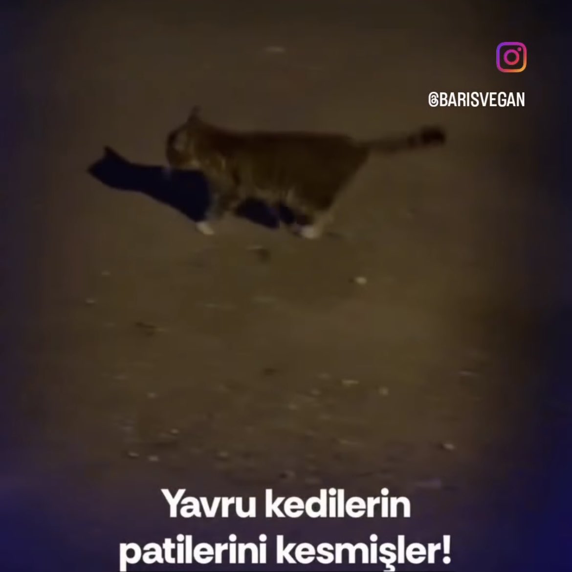 UTANIYORUM ❗️😡😥

#HayvanlaraDokunma