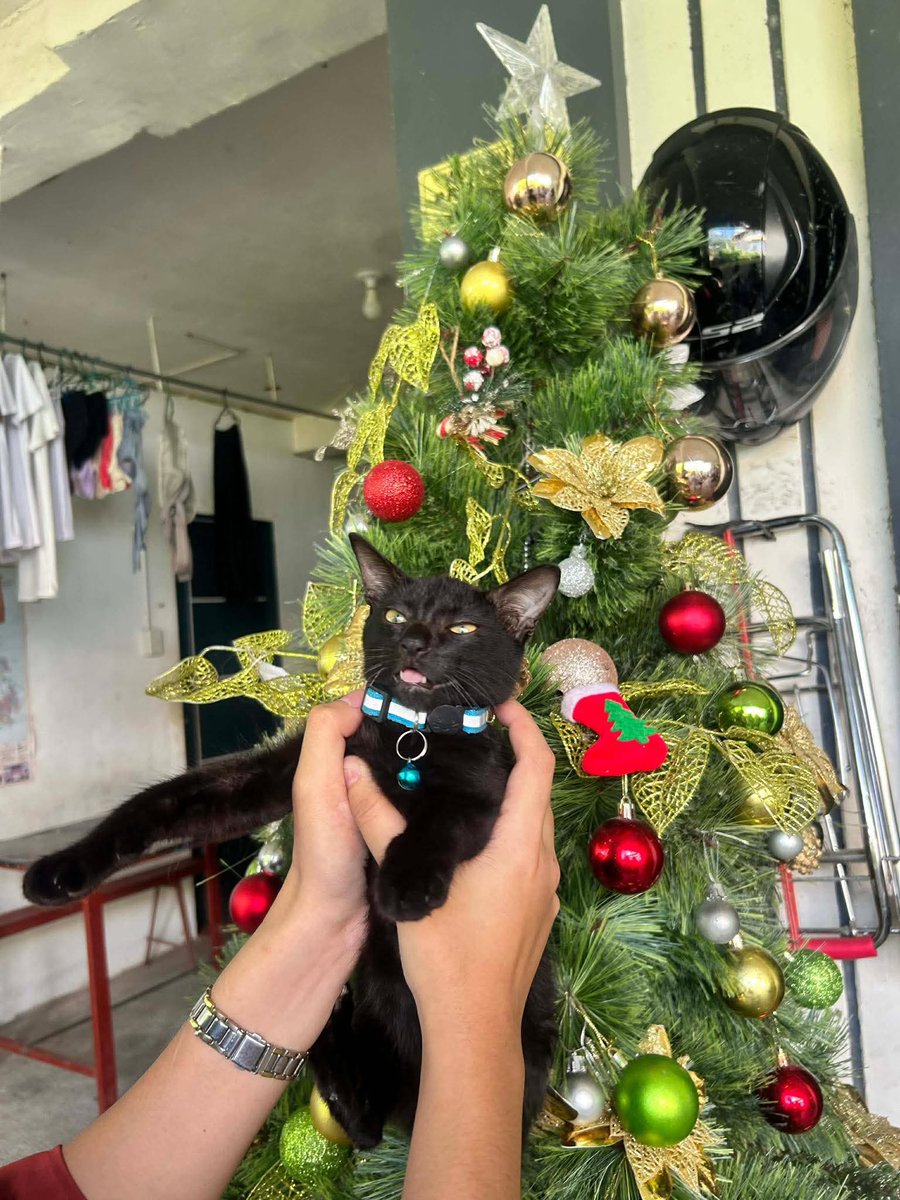 mgapusasadaan's tweet photo. na para bang siya ang star ng pasko https://t.co/vYOYza3kER