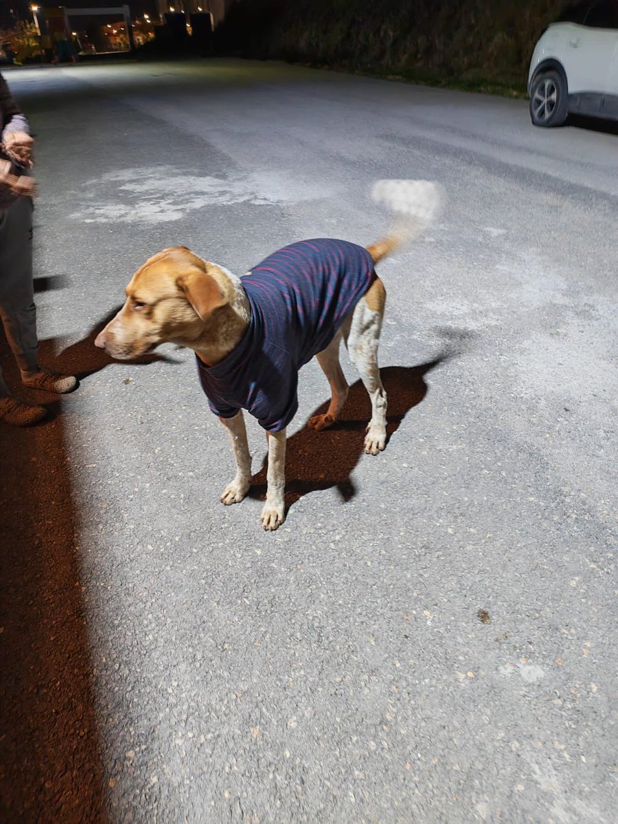 Bir zamanlar bir konteynırı vardı.
Bir ailesi vardı.
Şimdi kaldırım var,rüzgâr var, beklemek var.
İnsan geçince seviniyor.
Hâlâ kimseye kırgın değil.
Hâlâ inanıyor.
Üşüdüğü için çevredekiler giydirmiş onu.
Görmezden gelmeyin.
Bir paylaşım,bir yorum bile belki hayatını değiştirir.