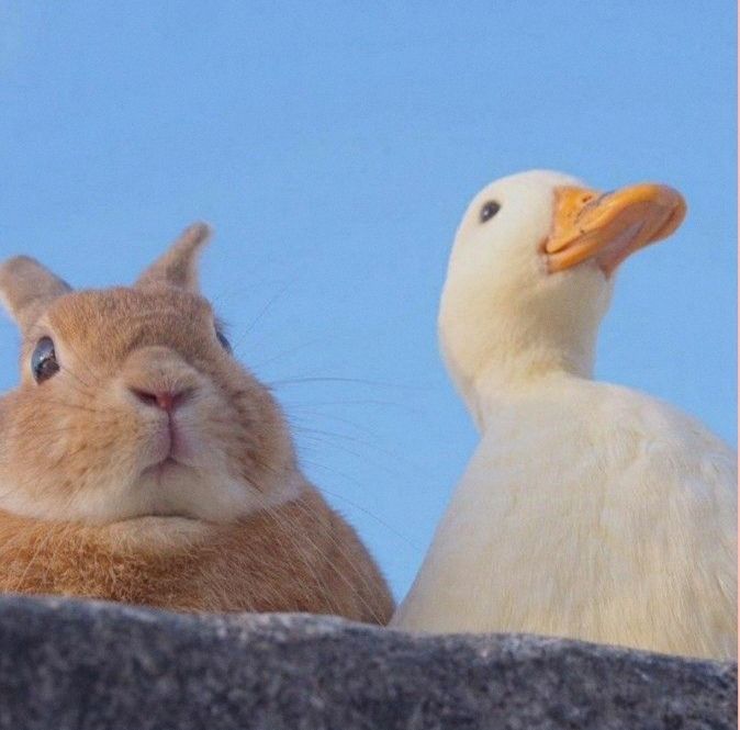 Cutes Animals (@majidawan764334) on Twitter photo 