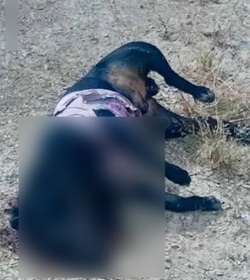 YoAmoaLaCiencia's tweet photo. Policía de un municipio de Zacatecas mata a balazos a 6 perros

Al menos seis perros fueron muertos a balazos por presuntos elementos de la Policía Municipal y Protección Civil del municipio de Juchipila.

De acuerdo con la rescatista Leticia Robles, a las autoridades se les pidió únicamente el retiro y resguardo de perros presuntamente agresivos, debido a quejas de los vecinos . 

Sin embargo, los animales capturados y trasladados al basurero incluían perros domésticos, que no representaban un riesgo y que posteriormente habrían sido ejecutados con armas de fuego.

La policía municipal no tiene facultades para sacrificar animales, no pueden realizar acciones sanitarias ni decidir sobre la vida de seres vivos. 

El control de perros agresivos debe limitarse a su retiro y resguardo, mediante personal capacitado y bajo supervisión de autoridades competentes.

Disparar contra animales, y además domésticos, no es control poblacional ni prevención, es una extralimitación de funciones, un uso indebido de la fuerza y una violación directa a las leyes de bienestar animal.

Tras la denuncia pública, el presidente municipal José María Castro Félix aseguró desconocer los hechos, rechazó la crueldad animal y anunció una investigación interna. 

Declaraciones de manual para deslindarse.

No fijó plazos ni ofreció garantías sobre cuándo se informarán los resultados.

El posicionamiento oficial evita compromisos concretos y deja todo en una investigación sin plazos ni responsables visibles. 

¿Están investigando con seriedad o simplemente esperando a que la indignación pública se enfríe para que el caso quede impune?