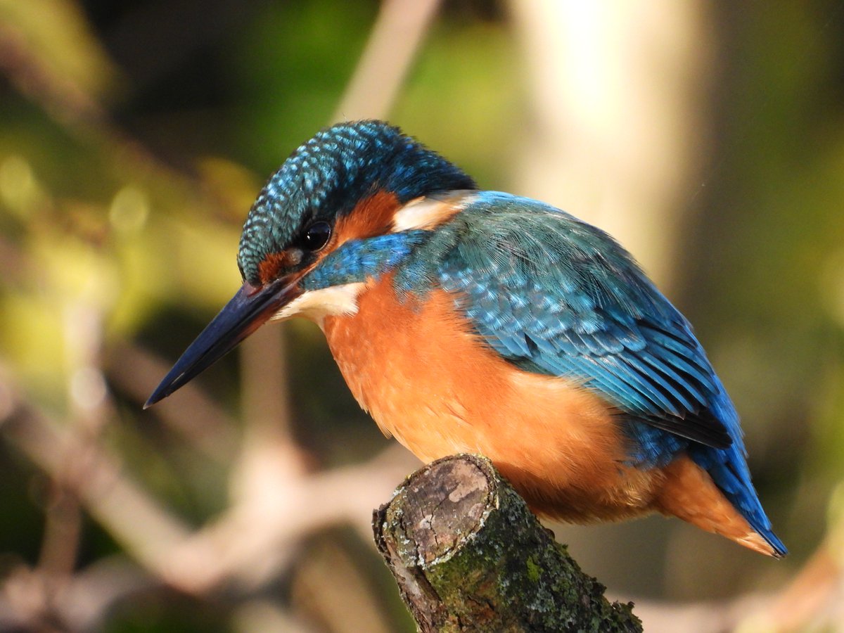 CanalRegent's tweet photo. Canterbury kingfisher.
Inspired by @JimHigham recent photos, I took a day trip to Canterbury today and was not disappointed.
Three different kingfishers were on a relatively short stretch of the Great Stour.
#nature #wildlife #canterbury #birdsofinsta #kent #birds #kingfishersofinta #birdphotographý #kingfisherphotography #commonkingfisher #kentbirds @Natures_Voice @KentWildlife
