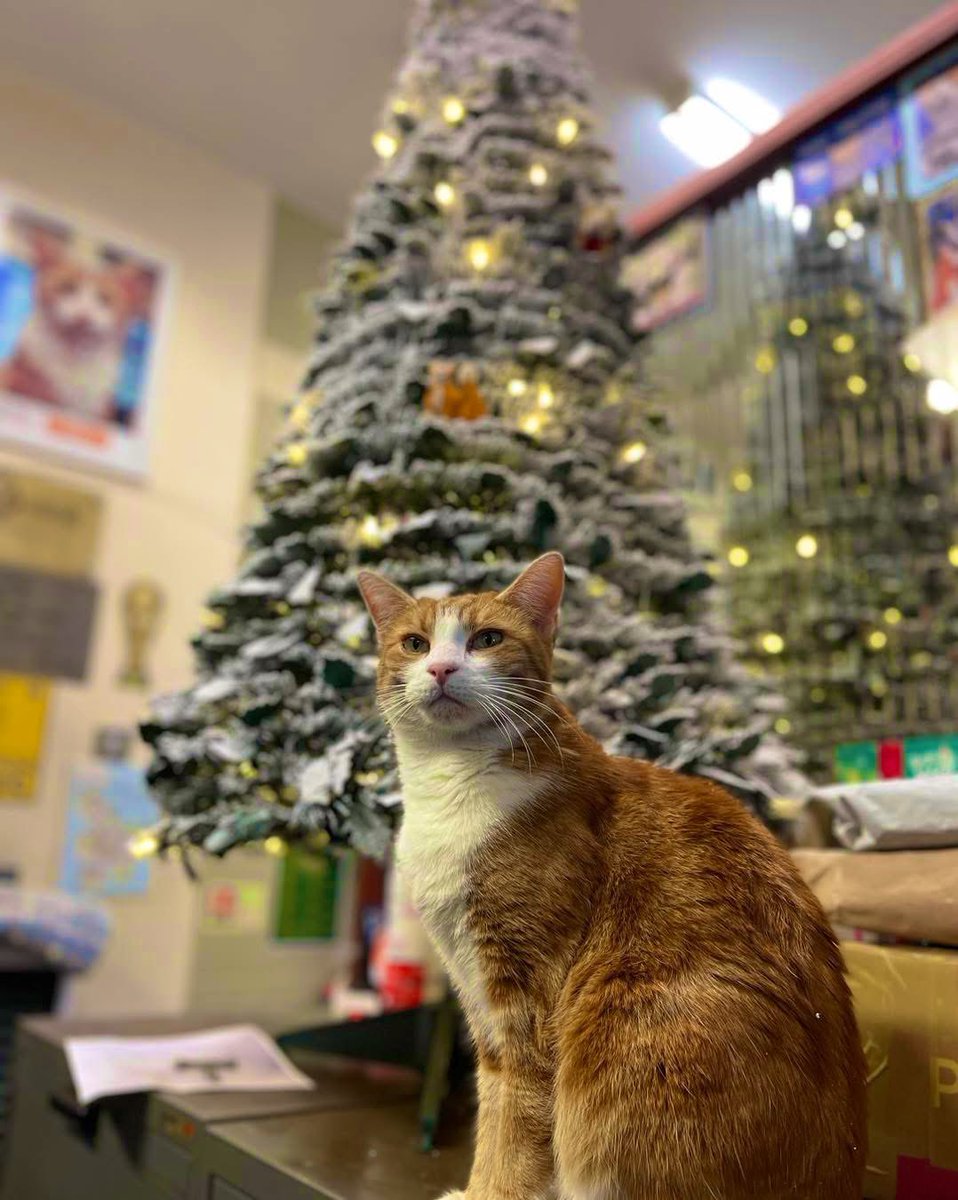 A little ginger magic under the Christmas lights 🎄🧡
“Proof that the best decorations have whiskers.”