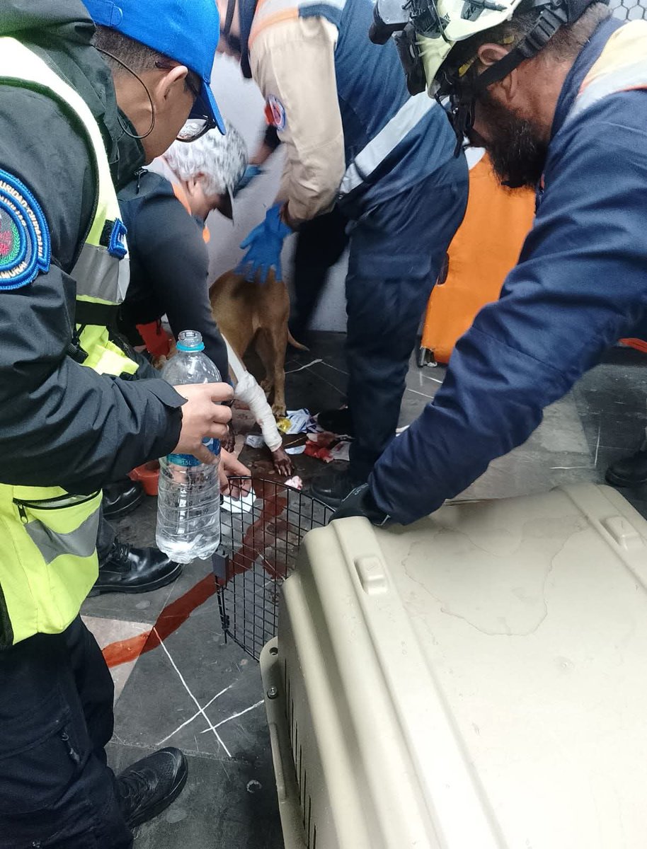 Gposiadeoficial's tweet photo. Ciudad de México, 13 de diciembre de 2025
Comunicado 97/25

PROTECCIÓN CIVIL DEL METRO ACUDE AL AUXILIO DE CAN HERIDA, EN PANTITLÁN

• En el CTC del Metro, la lomito fue intervenida quirúrgicamente para salvar su vida.

Una vez más, el Sistema de Transporte Colectivo, a través de sus trabajadores de Protección Civil y Centro de Transferencia Canina (CTC), coordinaron acciones para salvaguardar la vida de una perrita, quien fue hallada, herida, en el pasillo de enlace de la estación Pantitlán Línea A, hacia Línea 1.

Alrededor de las 6:30 horas del pasado miércoles, usuarios en redes sociales y personal del Metro en la estación reportaron al área de un can, herido y con derramamiento de sangre. Presuntamente, el animal ingresó herido desde la zona exterior de la estación y se alojó en el pasillo.

De forma inmediata se coordinó el arribo de personal de Protección Civil, quienes, al detectar la herida, en la extremidad izquierda, realizaron la asepsia de la herida y aplicaron un vendaje para control de hemorragia.

La perrita fue trasladada al CTC, donde recibió atención veterinaria inmediata y fue intervenida quirúrgicamente. Se localizó un fragmento de vidrio incrustado en la herida, lo que permite inferir que la agresión fue ocasionada con una botella rota.

Gracias a estas acciones, la perrita, ahora nombrada Mila, debido a que su supervivencia representa un verdadero milagro, se encuentra en recuperación. Aunque muestra mayor ánimo, su estado continúa siendo delicado, por lo que permanecerá bajo observación.

Cabe señalar que, por el momento, Mila no será integrada al programa de adopciones del CTC, ya que se levantó una denuncia por maltrato animal ante las autoridades competentes, con el fin de iniciar la investigación correspondiente y establecer responsabilidades.

El Metro refrenda su compromiso con el bienestar animal y recuerda que el CTC brinda atención, resguardo y canalización responsable a los animales que son encontrados en la red.
ooOOoo