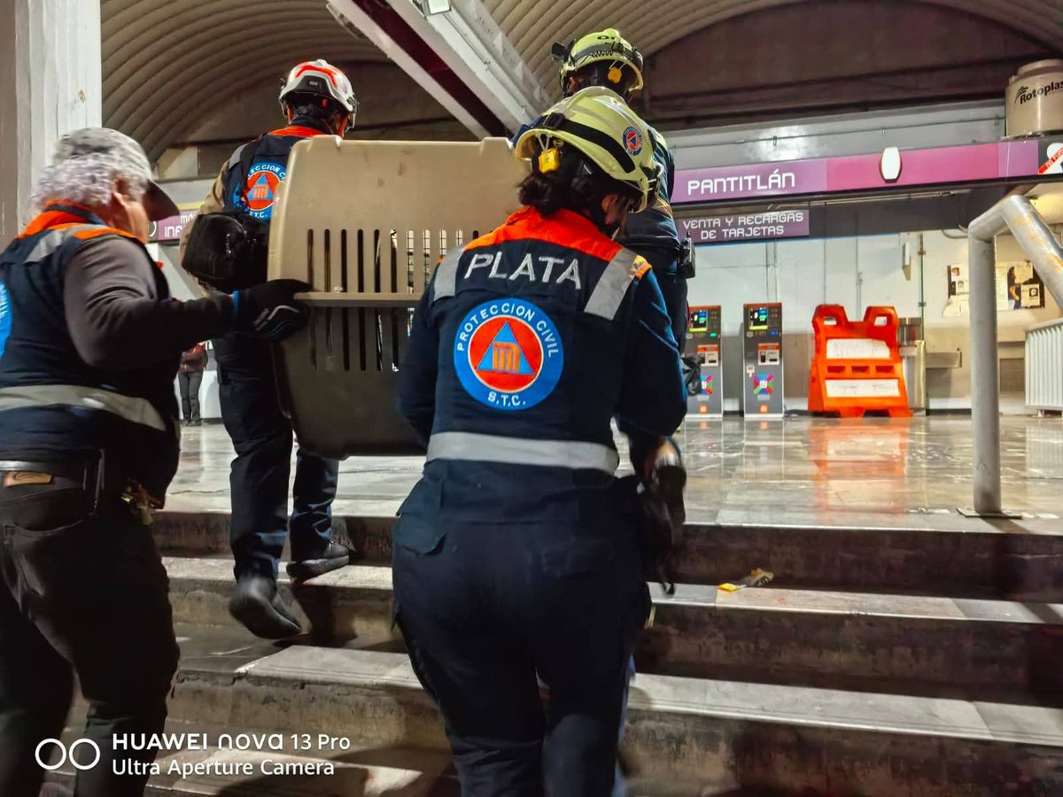 Gposiadeoficial's tweet photo. Ciudad de México, 13 de diciembre de 2025
Comunicado 97/25

PROTECCIÓN CIVIL DEL METRO ACUDE AL AUXILIO DE CAN HERIDA, EN PANTITLÁN

• En el CTC del Metro, la lomito fue intervenida quirúrgicamente para salvar su vida.

Una vez más, el Sistema de Transporte Colectivo, a través de sus trabajadores de Protección Civil y Centro de Transferencia Canina (CTC), coordinaron acciones para salvaguardar la vida de una perrita, quien fue hallada, herida, en el pasillo de enlace de la estación Pantitlán Línea A, hacia Línea 1.

Alrededor de las 6:30 horas del pasado miércoles, usuarios en redes sociales y personal del Metro en la estación reportaron al área de un can, herido y con derramamiento de sangre. Presuntamente, el animal ingresó herido desde la zona exterior de la estación y se alojó en el pasillo.

De forma inmediata se coordinó el arribo de personal de Protección Civil, quienes, al detectar la herida, en la extremidad izquierda, realizaron la asepsia de la herida y aplicaron un vendaje para control de hemorragia.

La perrita fue trasladada al CTC, donde recibió atención veterinaria inmediata y fue intervenida quirúrgicamente. Se localizó un fragmento de vidrio incrustado en la herida, lo que permite inferir que la agresión fue ocasionada con una botella rota.

Gracias a estas acciones, la perrita, ahora nombrada Mila, debido a que su supervivencia representa un verdadero milagro, se encuentra en recuperación. Aunque muestra mayor ánimo, su estado continúa siendo delicado, por lo que permanecerá bajo observación.

Cabe señalar que, por el momento, Mila no será integrada al programa de adopciones del CTC, ya que se levantó una denuncia por maltrato animal ante las autoridades competentes, con el fin de iniciar la investigación correspondiente y establecer responsabilidades.

El Metro refrenda su compromiso con el bienestar animal y recuerda que el CTC brinda atención, resguardo y canalización responsable a los animales que son encontrados en la red.
ooOOoo